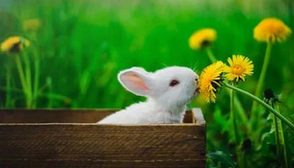 开云权威入口-蔡佳云和王蒙将担任冬残奥会中国代表团闭幕式旗手